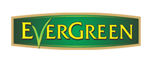 Evergreen Tea
